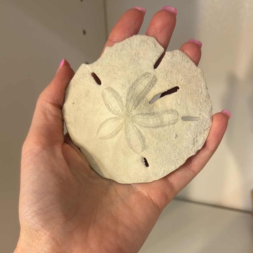 Natural Cream Sand Dollar